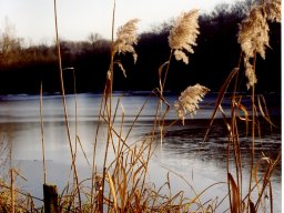 Blick auf den Weiher im Winter